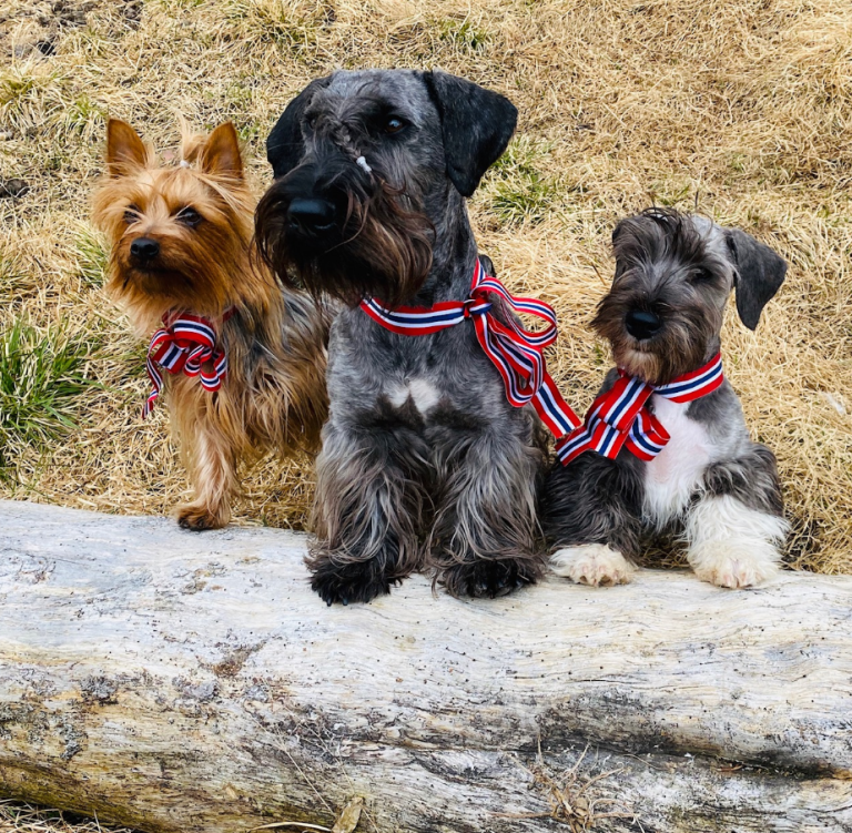 Kundeerfaring Vigor & Sage – Kennel Showsilk