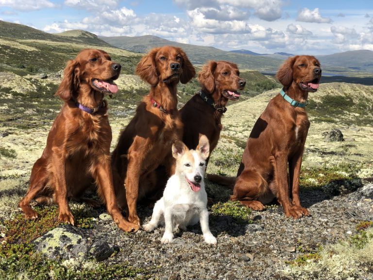 Kundeerfaring – Kennel Balbergkampen