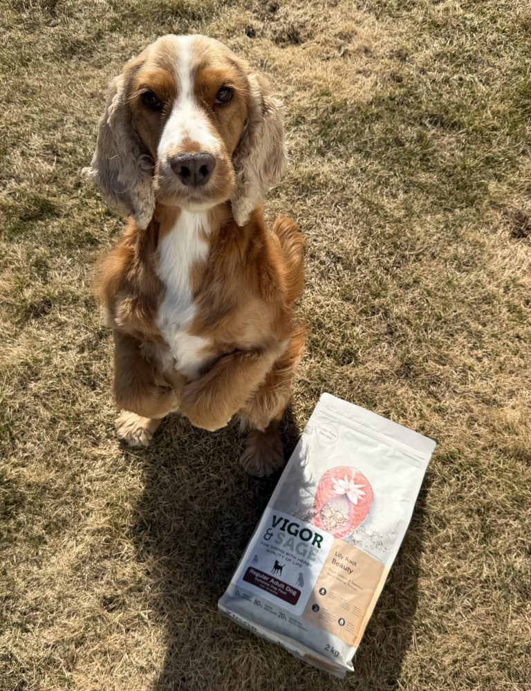 Ellie, en cocker spaniel med glinsende pels, sitter ved siden av en sekk Vigor & Sage Lily Root Beauty Regular Adult Dog ute i naturen