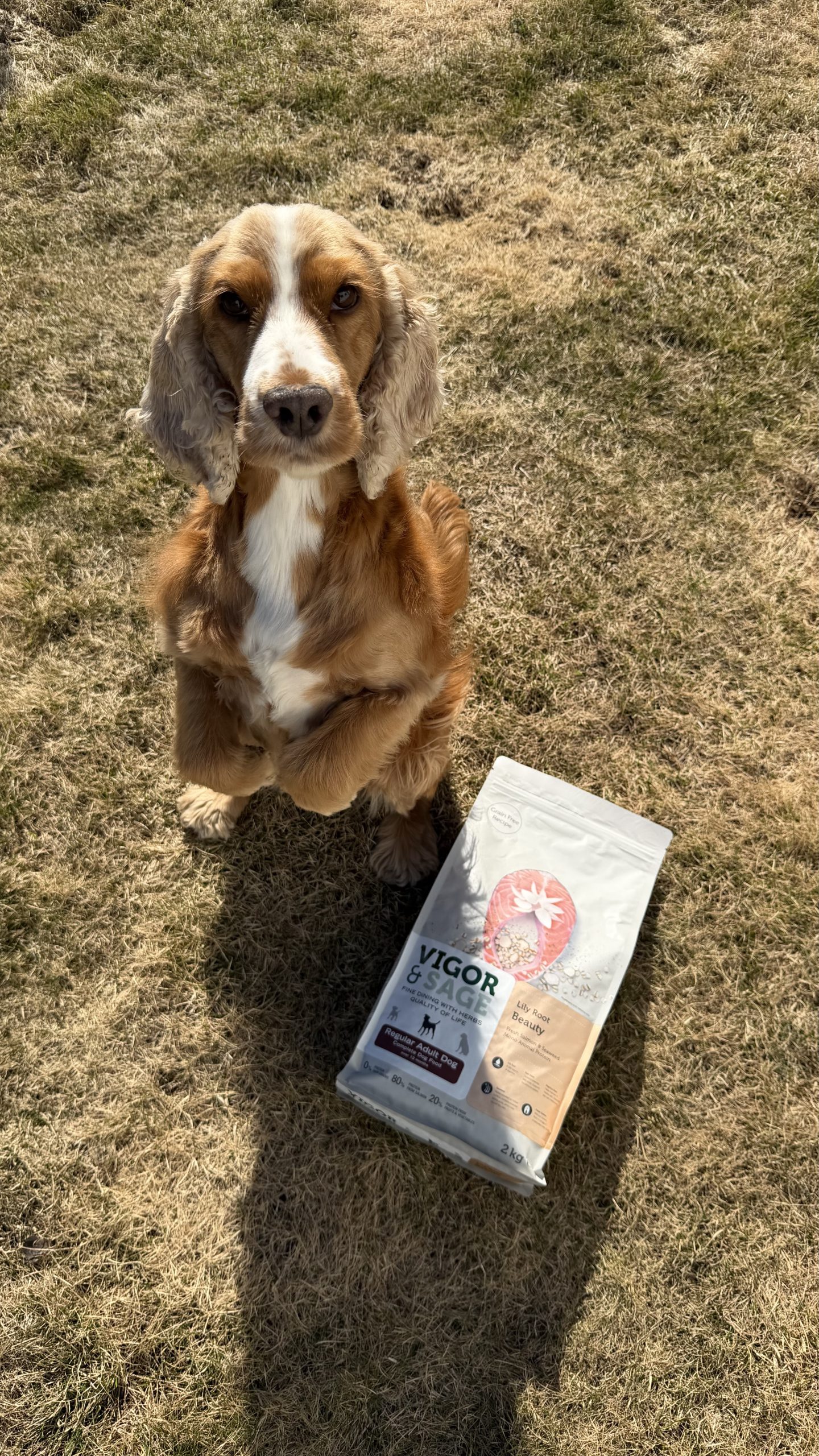 Ellie, en cocker spaniel med glinsende pels, sitter ved siden av en sekk Vigor & Sage Lily Root Beauty Regular Adult Dog ute i naturen